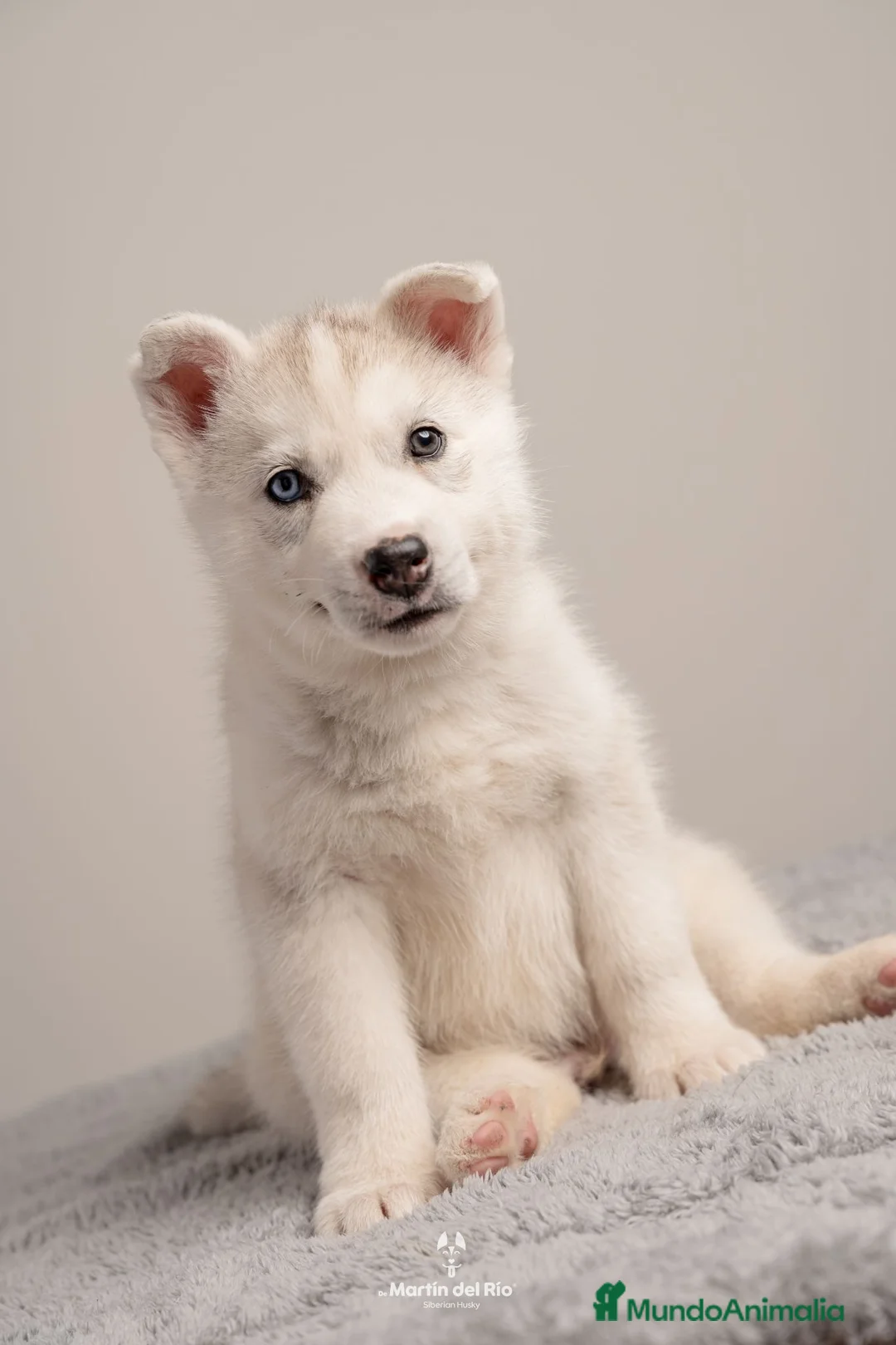 Husky Siberiano perros en venta: RESERVA CACHORROS - Siberian Husky en Valladolid - Anuncio 1