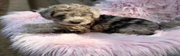Raza Mixta perros en venta: FOODLE CANICHE Y FOX TERRIER - Anuncio 3