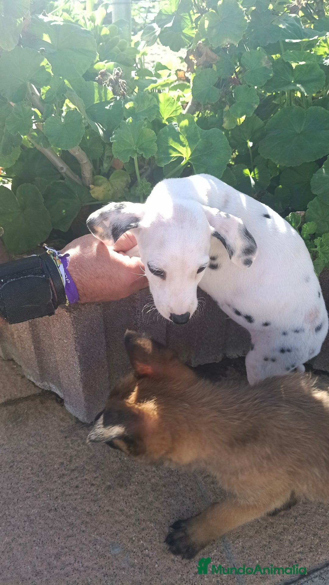 Dálmata perros en venta: Dalmata  - Anuncio 5