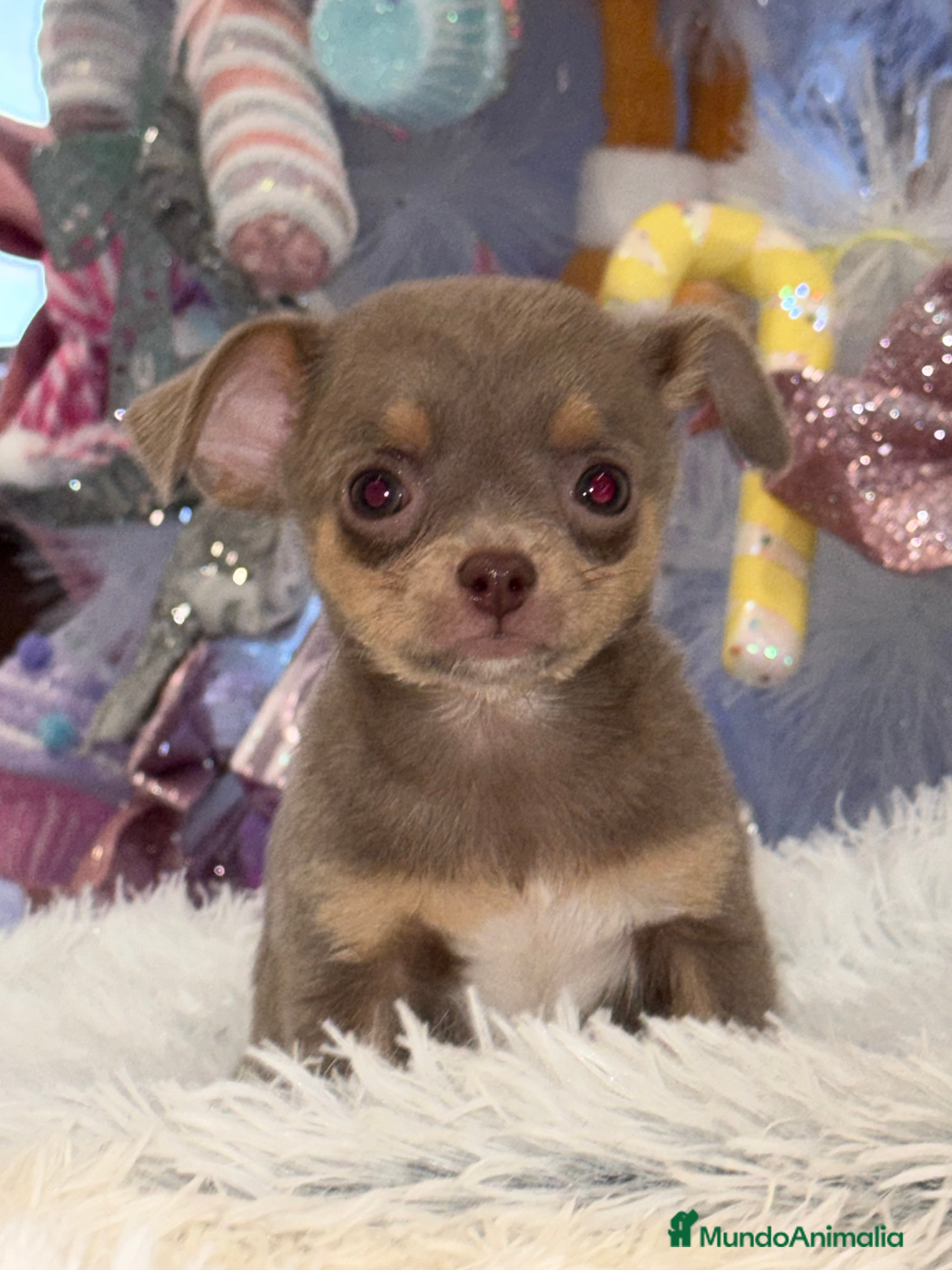 Chihuahua perros Chihuahuas estándar ojos azules  - Anuncio 33