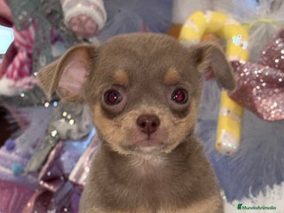 Chihuahua perros Chihuahuas estándar ojos azules - Anuncio 33