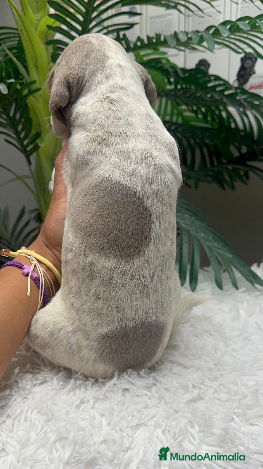 Braco Alemán de Pelo Corto perros en venta: BRACO ALEMAN - Anuncio 20