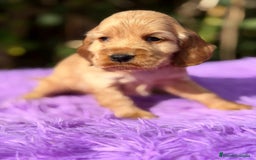 Cocker Spaniel Inglés perros en venta: COCKER SPANIEL INGLÉS HEMBRA - Anuncio 8