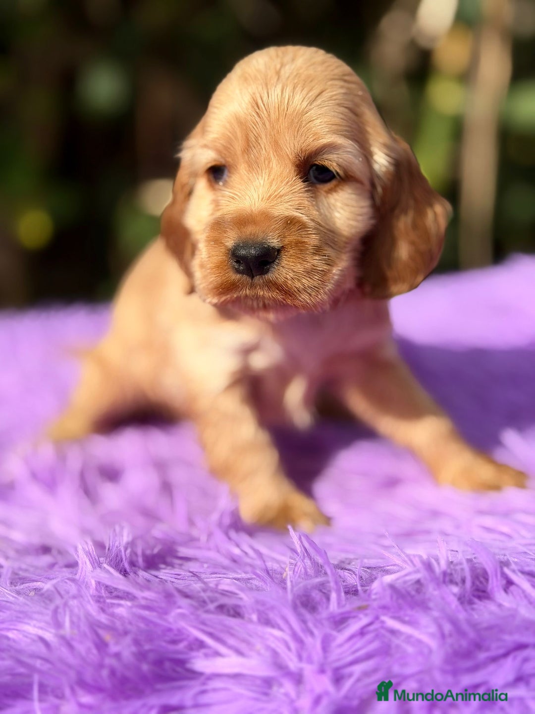 Cocker Spaniel Inglés perros en venta: COCKER SPANIEL INGLÉS HEMBRA - Anuncio 8