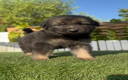 Pastor Alemán perros en venta: PASTOR ALEMAN - Imagen 13