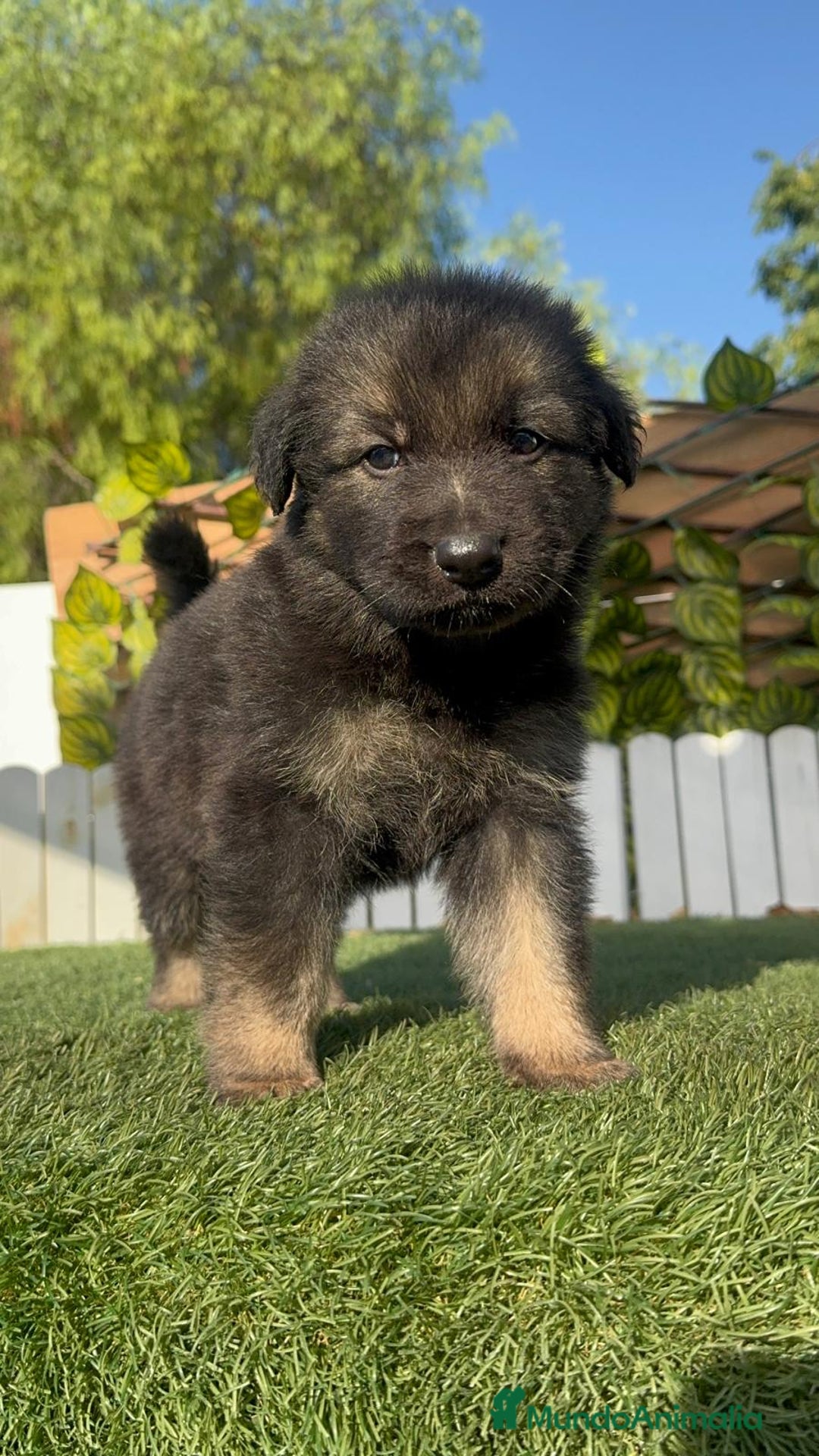 Pastor Alemán perros en venta: PASTOR ALEMAN - Imagen 13