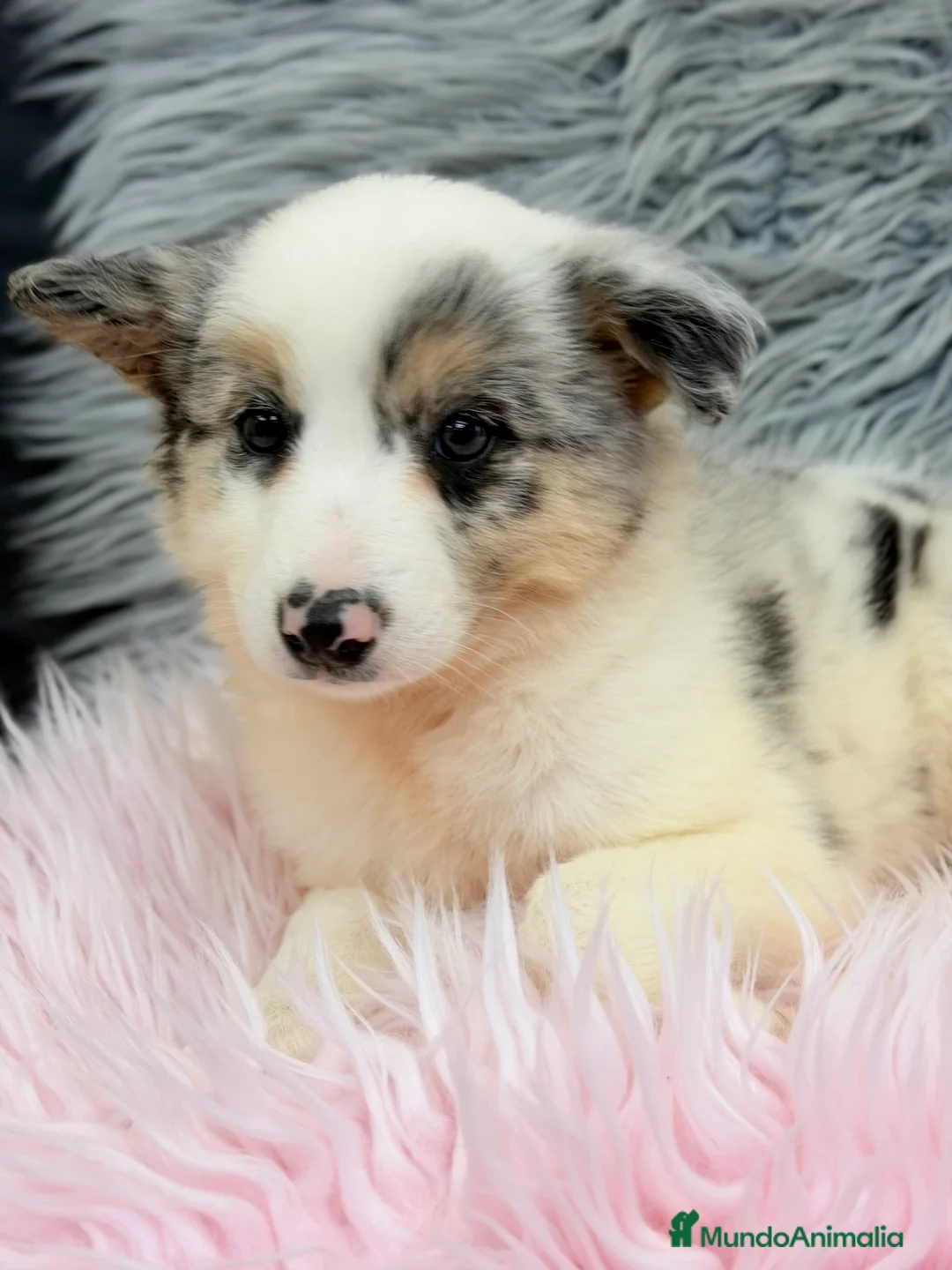 Border Collie perros en venta: Border collie Merle  - Anuncio 1