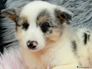 Border Collie perros Border collie Merle - Anuncio 4