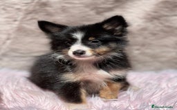 Perro Pastor de las Shetland perros en venta: Shetland - Imagen 5
