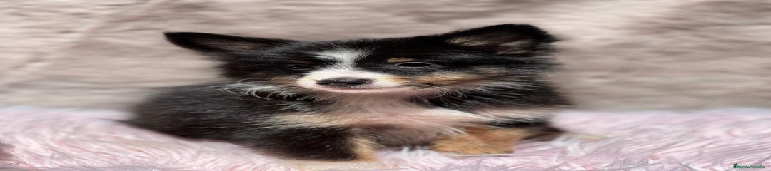 Perro Pastor de las Shetland Cachorro 1