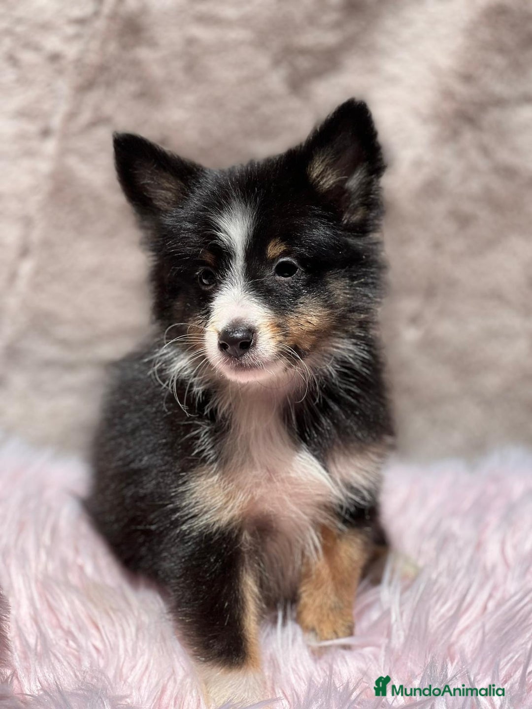 Perro Pastor de las Shetland perros en venta: Shetland - Imagen 5