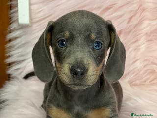 Teckel Miniatura perros Teckel blue en Barcelona - Anuncio 17