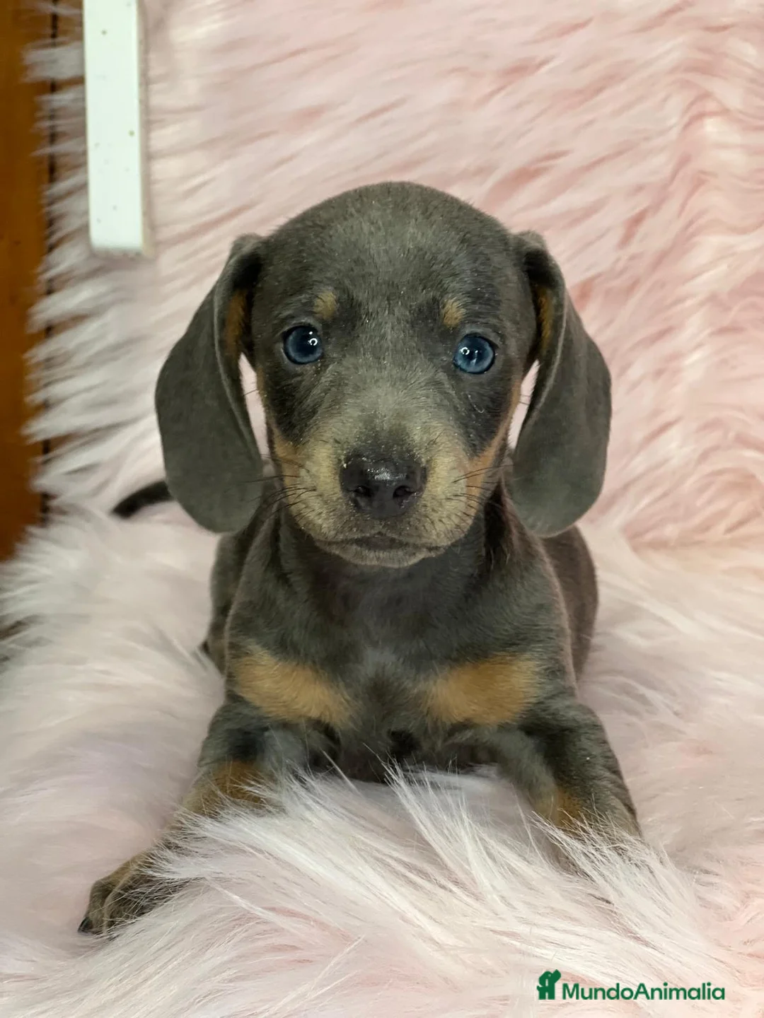 Teckel Miniatura perros en venta: Teckel blue en Barcelona - Anuncio 1