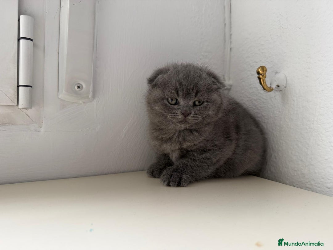 Scottish Fold gatos en venta: Scottish fold - Anuncio 3