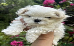 Bichón Maltés perros en venta: Bichón maltés 💯 coreano macho  - Imagen 5
