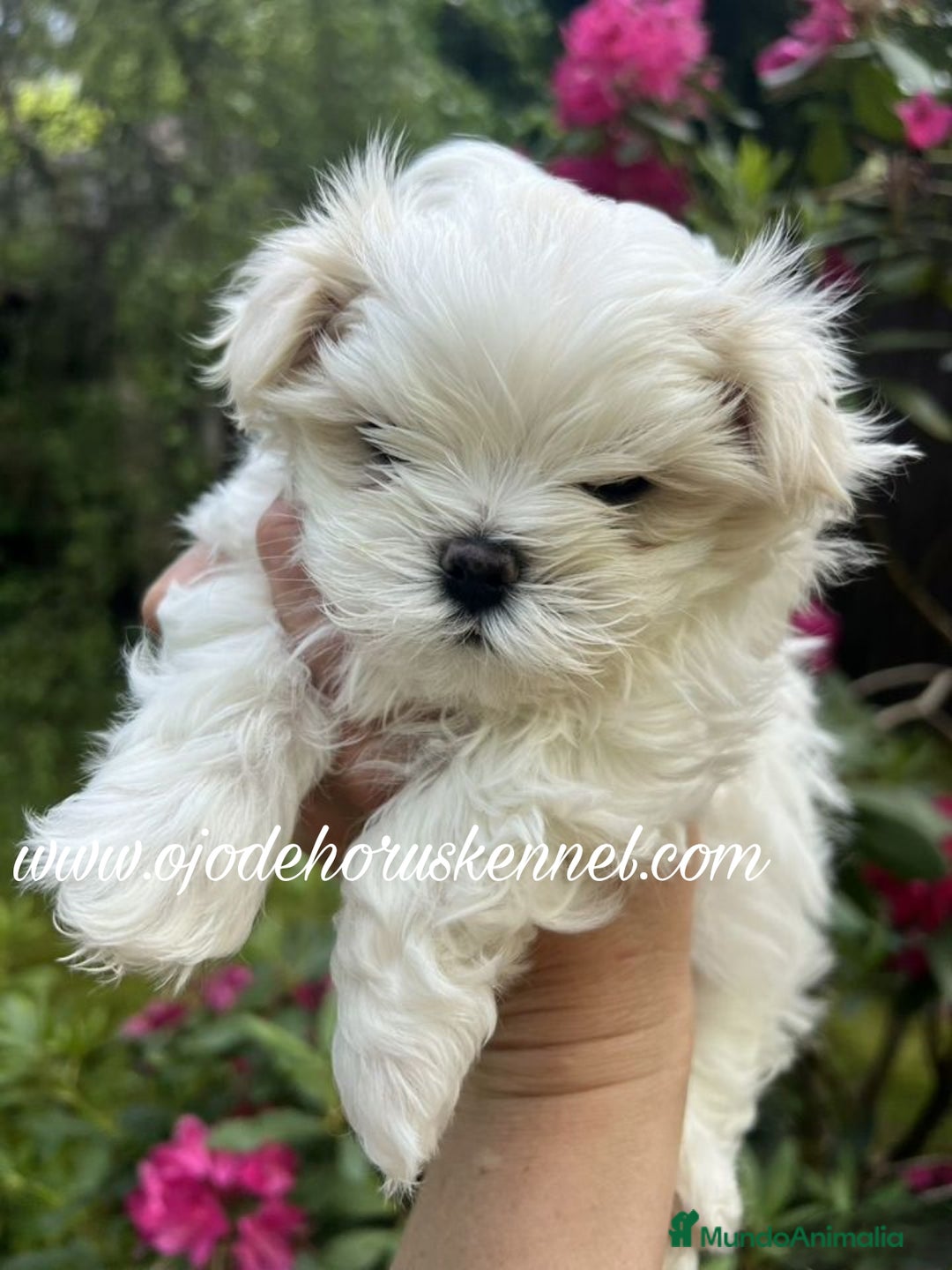 Bichón Maltés perros en venta: Bichón maltés 💯 coreano macho  - Imagen 5