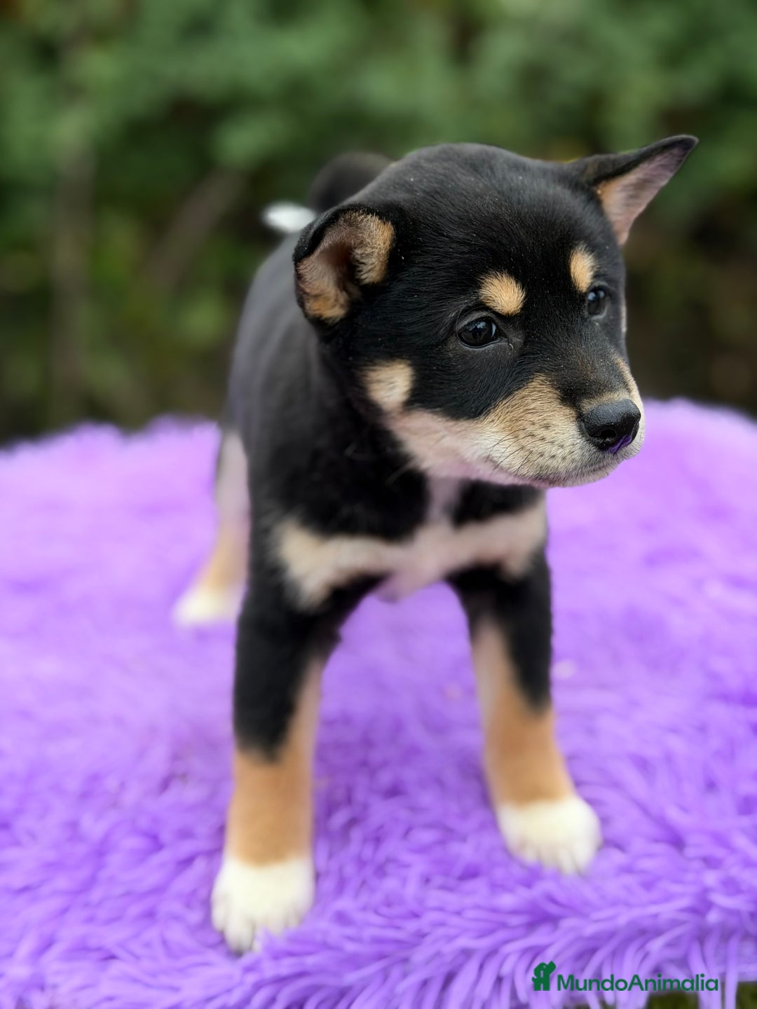 Shiba Inu perros en venta: Shiba Inu Negra  - Anuncio 8