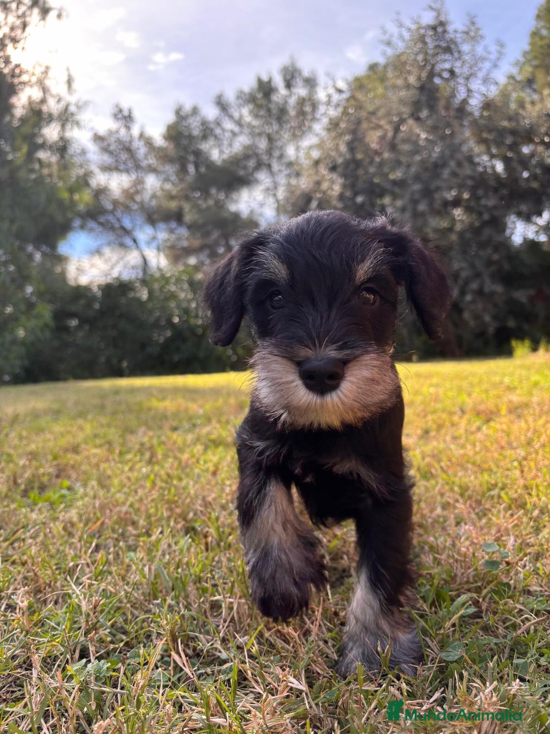 Schnauzer Miniatura perros en venta: Schnauzer mini negro-plata - Anuncio 12