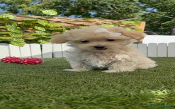 Maltipoo perros en venta: MALTIPOO  - Imagen 12