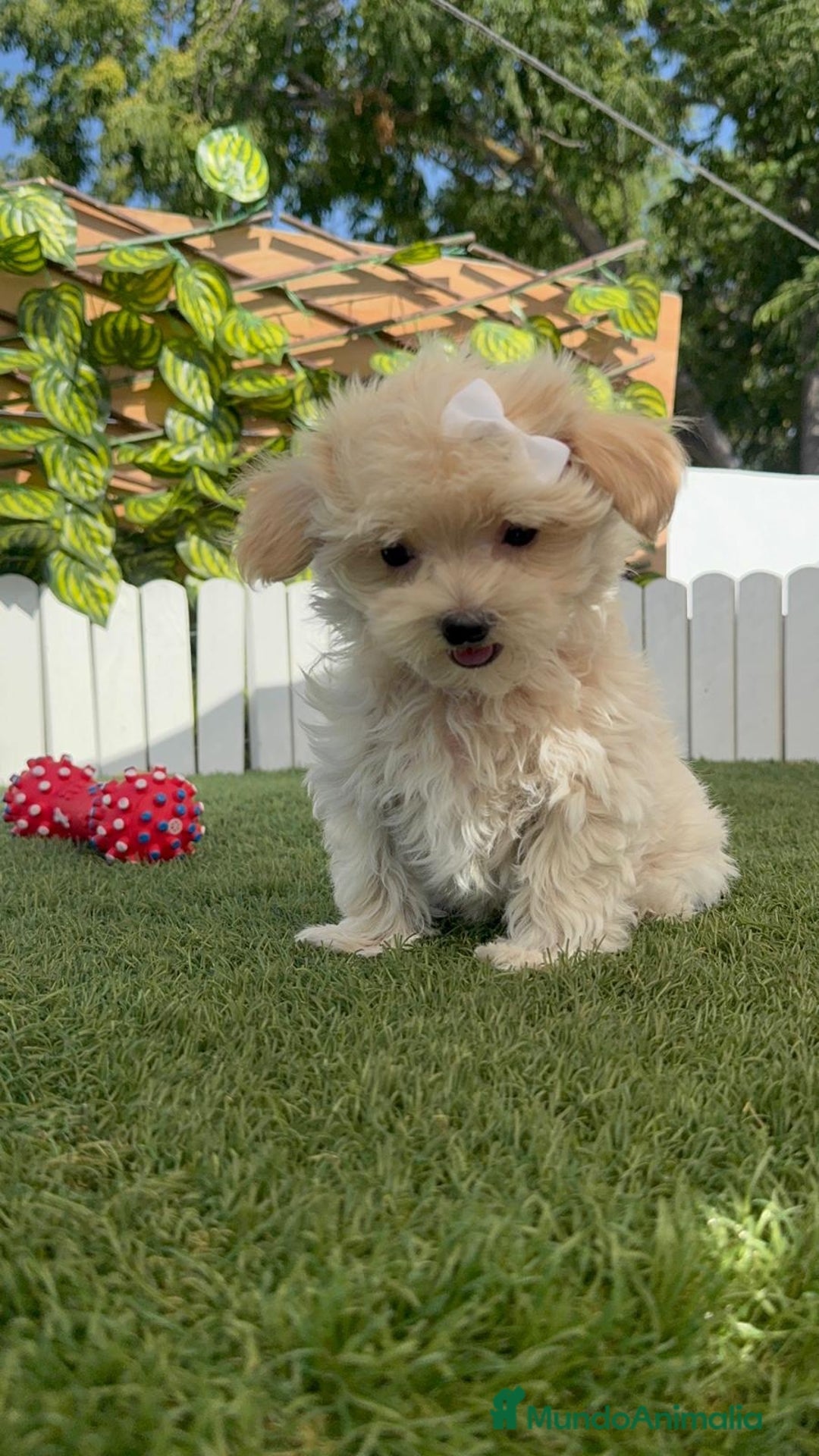 Maltipoo perros en venta: MALTIPOO  - Imagen 12