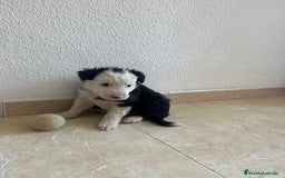 Border Collie perros en venta: BORDER COLLIE - Imagen 5