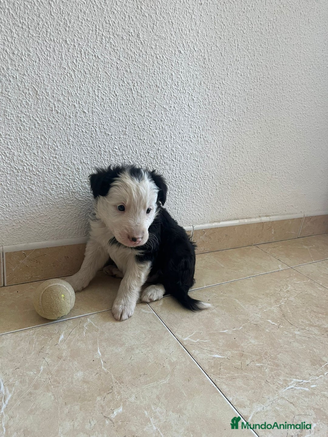 Border Collie perros en venta: BORDER COLLIE - Imagen 5