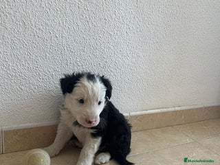 Border Collie perros - Anuncio 15