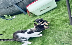 Chihuahua perros en venta: Cachorritos de chihuahua - Imagen 3