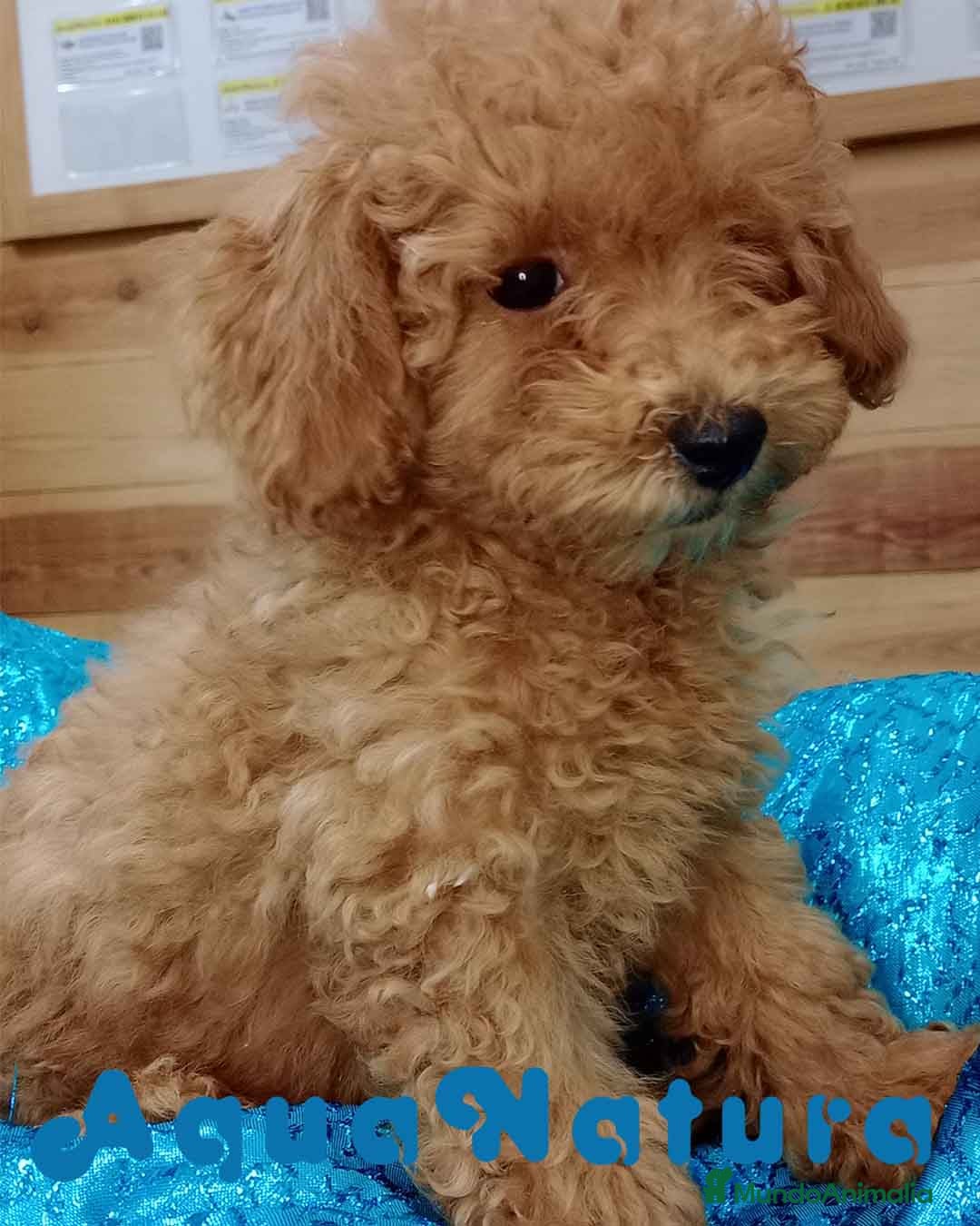 Caniche Enano perros Caniche Hembra de Camila y Can 6156 - AQUANATURA en Barcelona - Anuncio 23