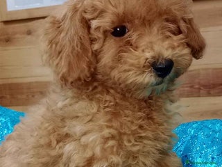 Caniche Enano perros en Barcelona - Anuncio 6