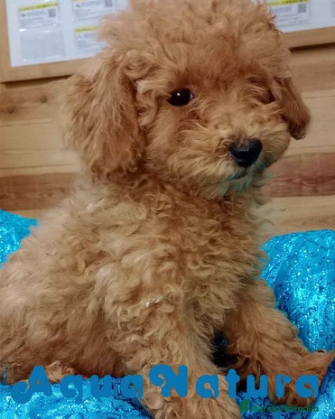 Caniche Enano perros en Barcelona - Anuncio 6