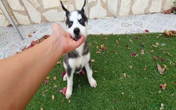 Husky Siberiano perros en venta: Encantadores cachorros Husky Siberiano  - Imagen 18