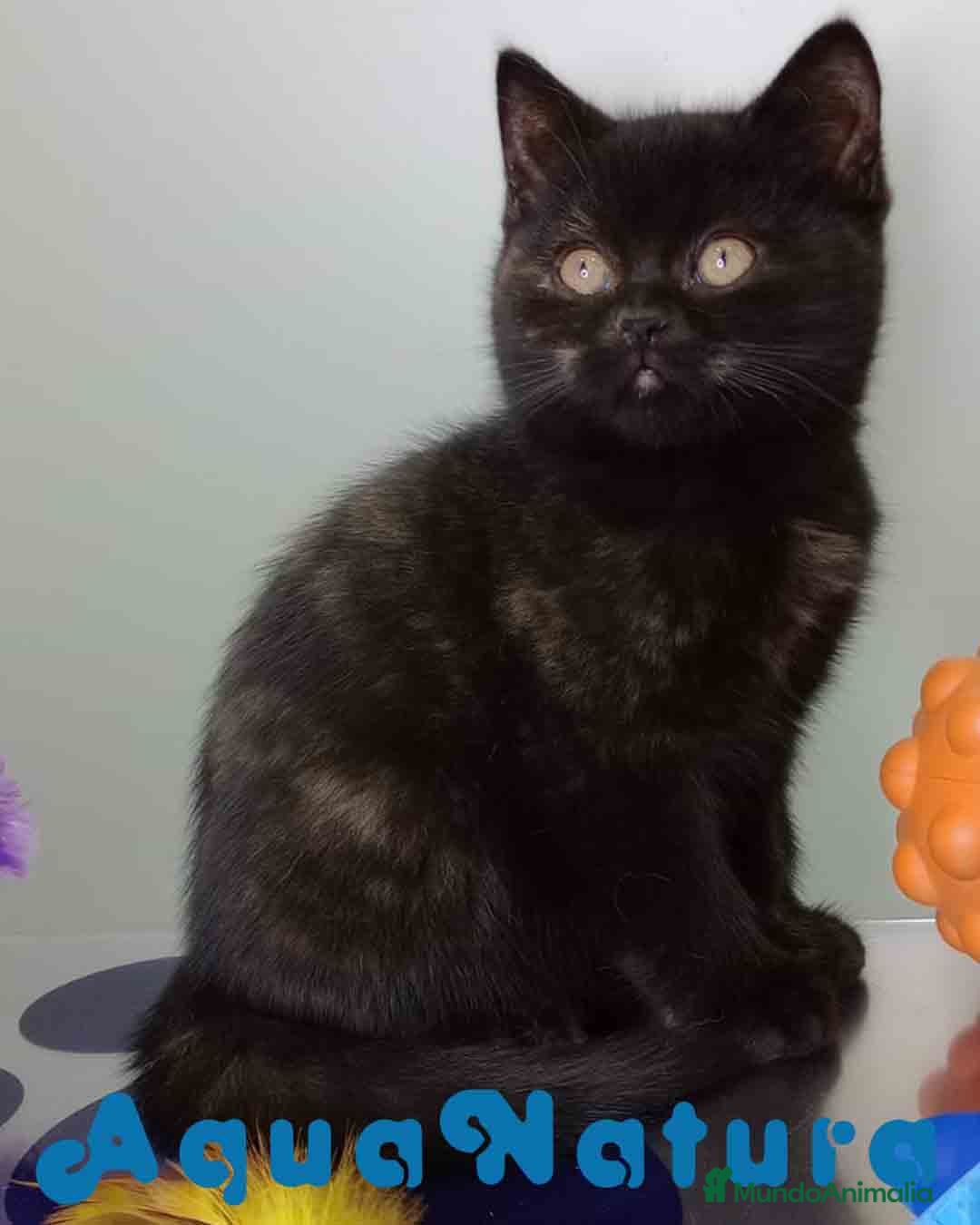 Británico de Pelo Corto gatos en venta: British Hembra 7790 AQUANATURA - Anuncio 4