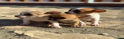 Chihuahua perros en venta: Chihuahuas Toy de calidad  - Anuncio 11
