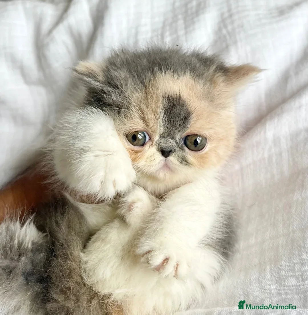 Exótico de Pelo Corto gatos en venta: 💖GATITOS PERSA EXÓTICOS/TRICOLOR/HIMALAYOS 💘 en Madrid - Anuncio 5