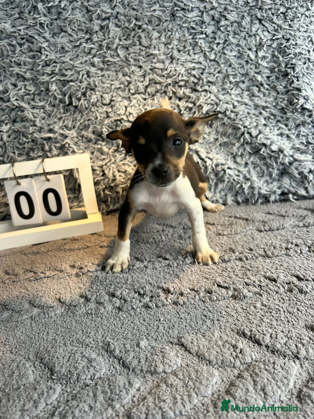 Chihuahua perros en venta: Chihuahua macho  - Anuncio 2