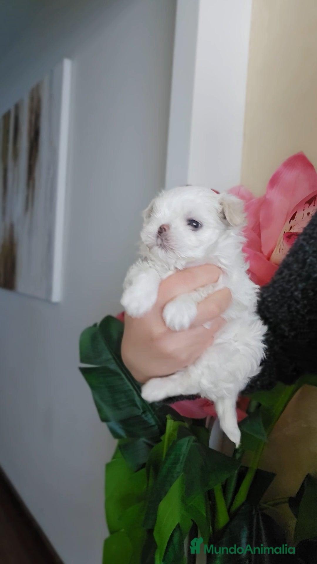 Bichón Maltés perros en venta: Cachorro Maltés Macho en Venta  - Anuncio 2