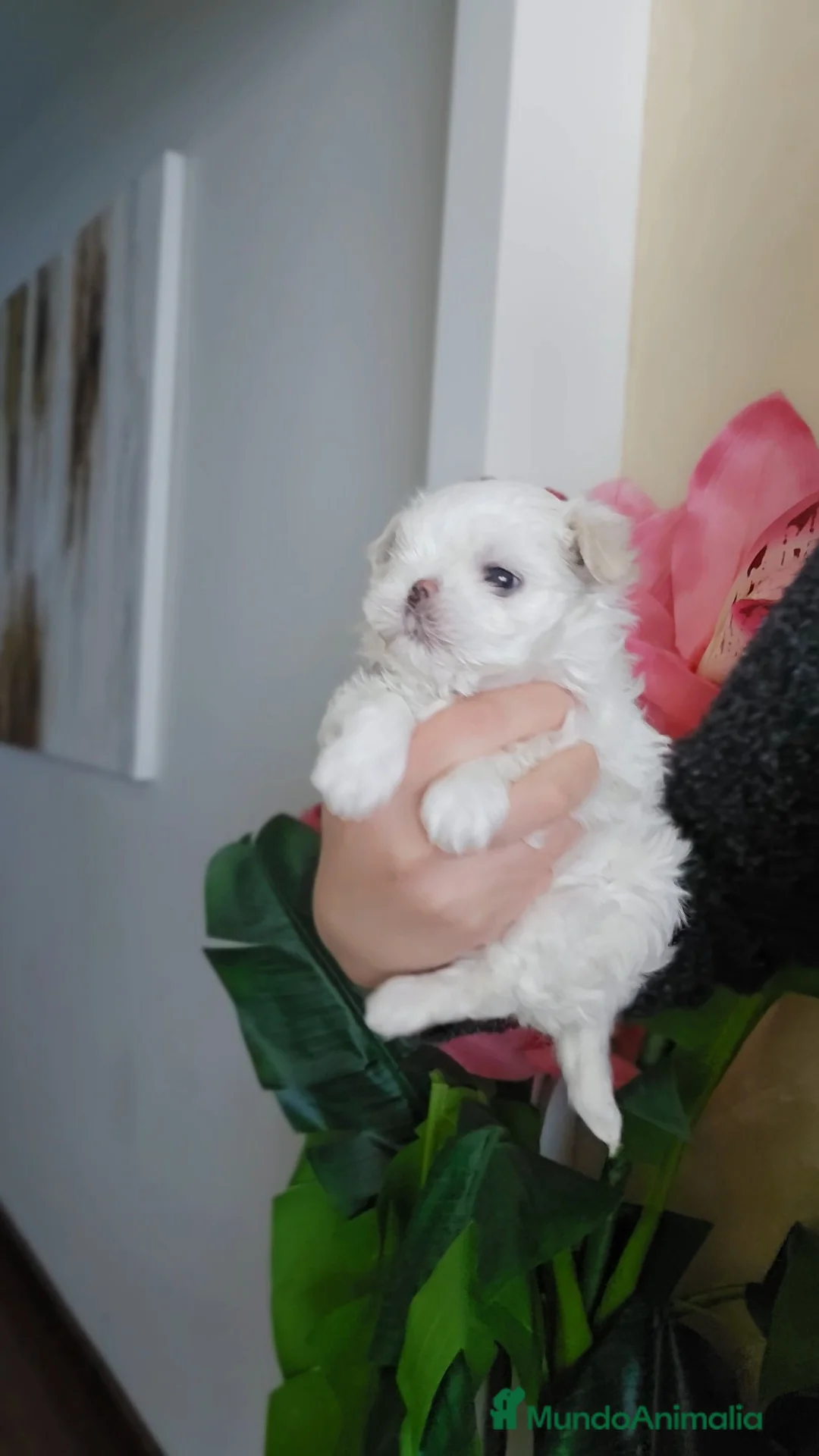 Bichón Maltés perros en venta: Cachorro Maltés Macho en Venta  - Anuncio 2