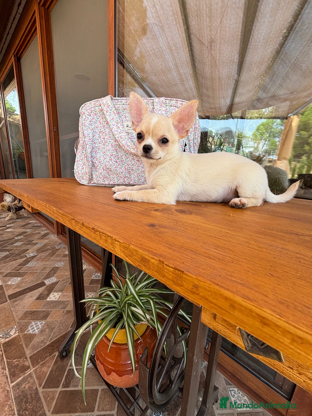 Chihuahua perros en venta: Chihuahua Macho disponible  - Imagen 2