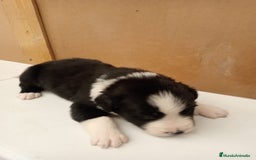 Border Collie perros en venta: Border collie  - Imagen 3