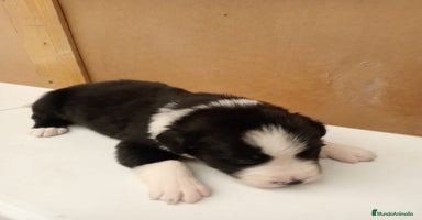 Border Collie perros - Anuncio 4