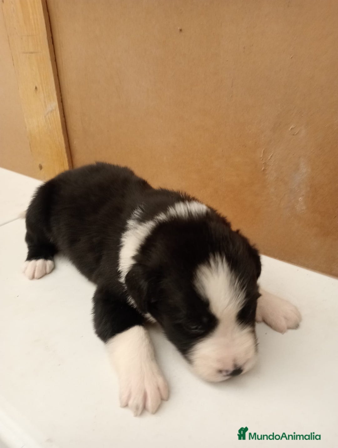 Border Collie perros en venta: Border collie  - Imagen 3