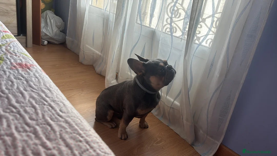 Bulldog Francés perros para monta:  🔥 BULLDOG FRANCÉS MACHO PARA MONTAS - Anuncio 5