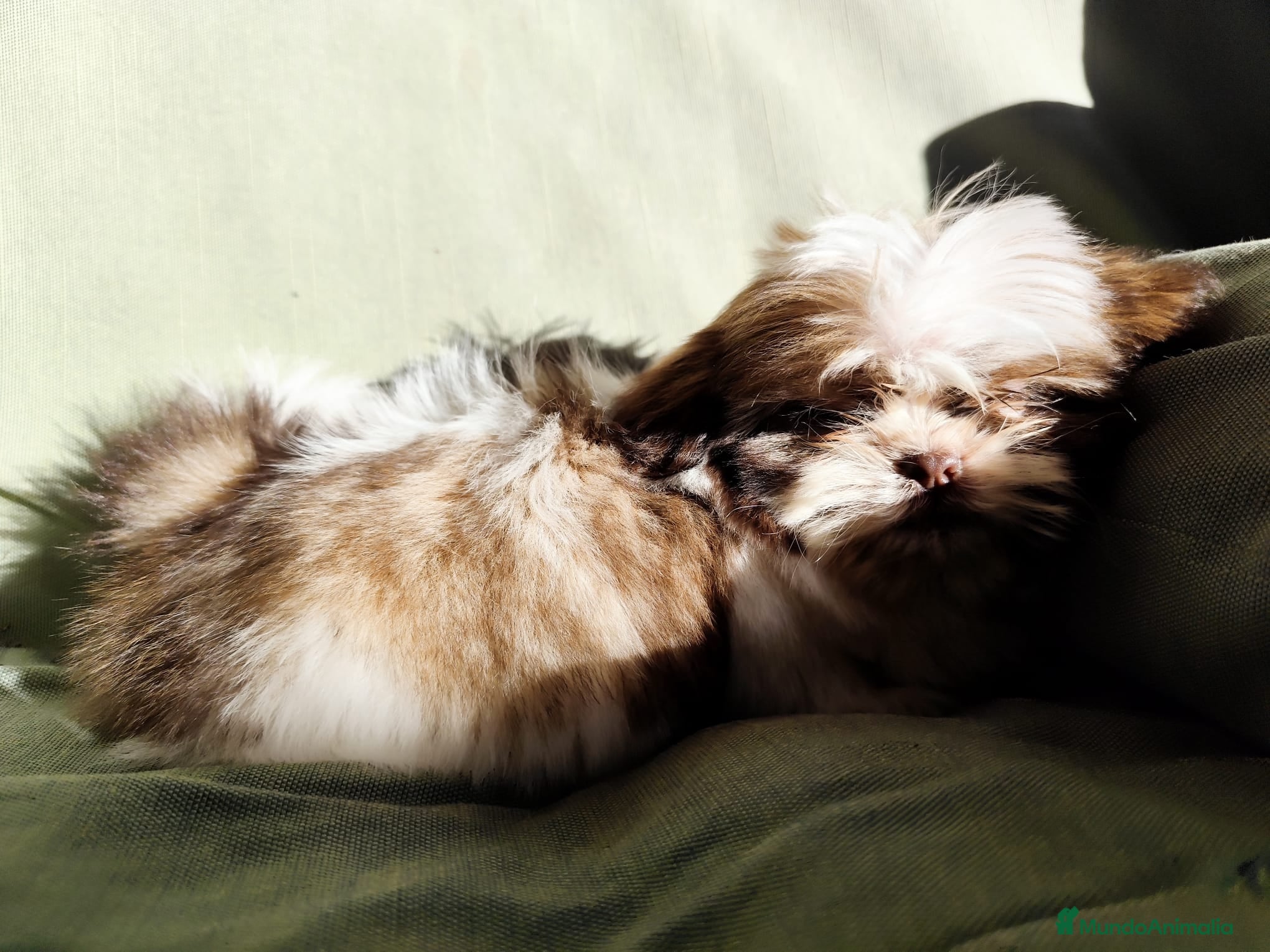 Shih Tzu perros Shih tzu - Anuncio 29