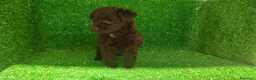 Maltipoo perros en venta: Maltipo  - Anuncio 4