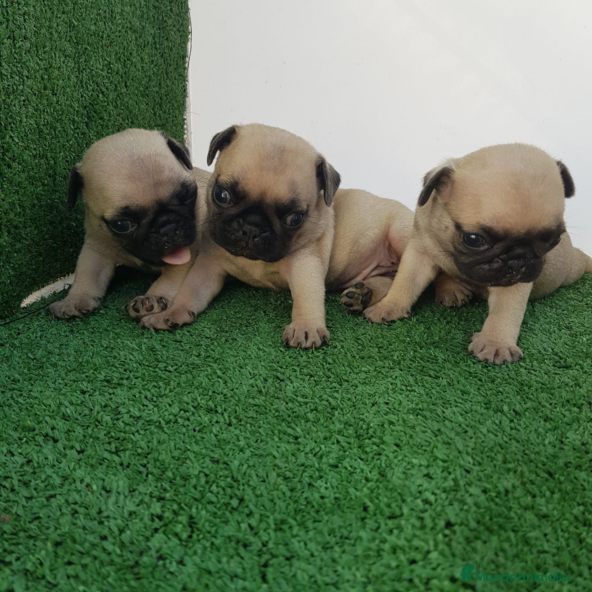 Carlino - Pug perros Carlino -pug - Anuncio 2