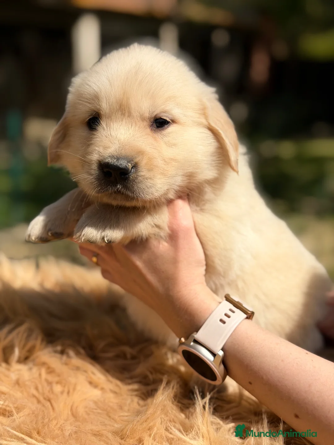 Golden Retriever perros en venta: Golden macho  - Anuncio 2