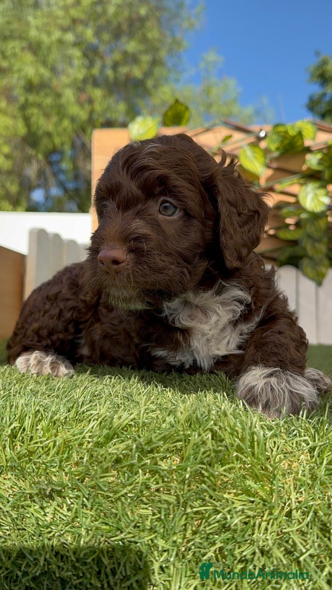 Perro de Agua Español perros en venta: PERRO DE AGUA ESPAÑOL MACHO - Imagen 14