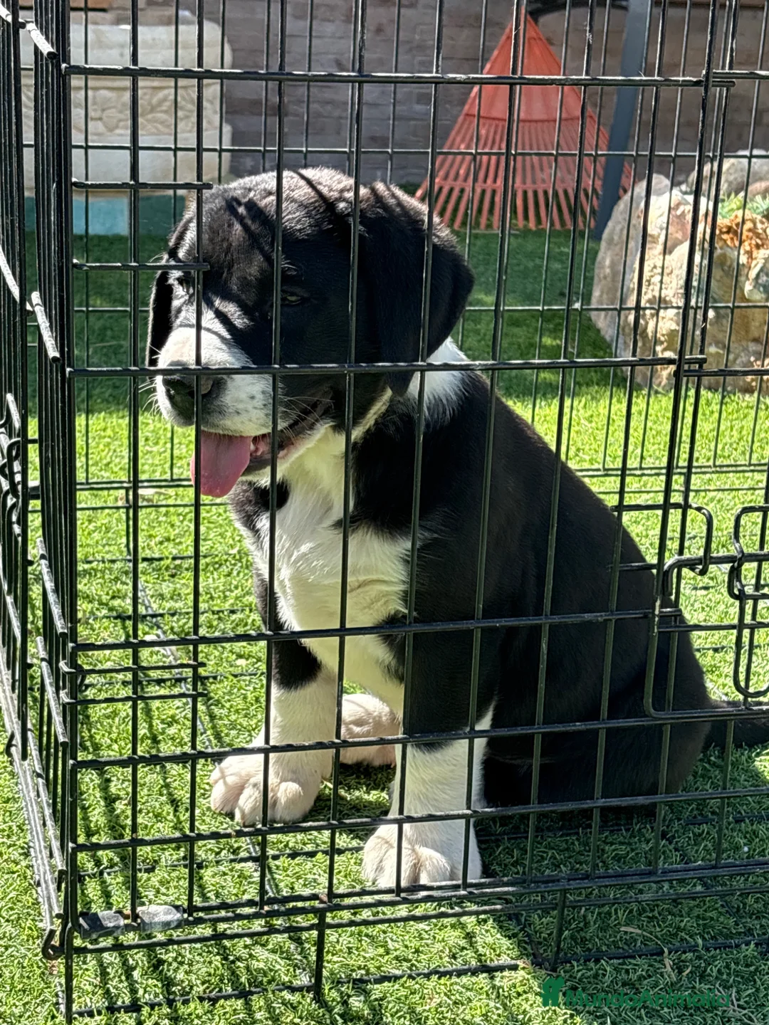 Pastor de Asia Central perros en venta: Alabai - Anuncio 1