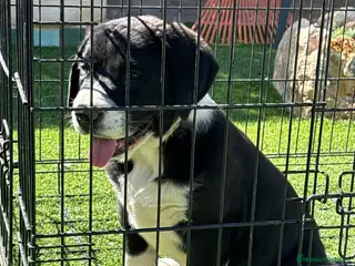 Pastor de Asia Central perros Alabai - Anuncio 1